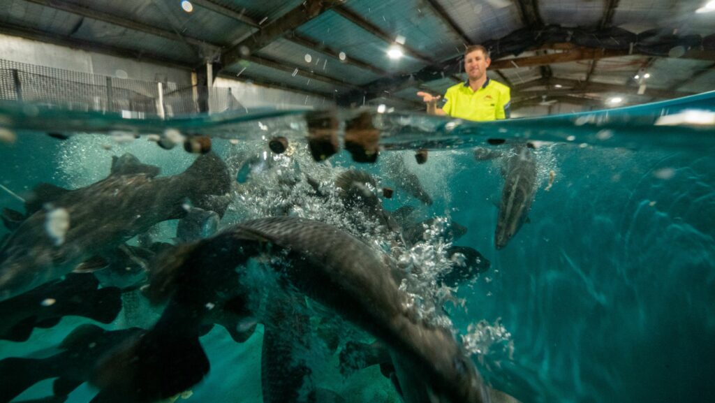 GFB Fisheries Feed Trial Facility | Coral Coast Baramundi