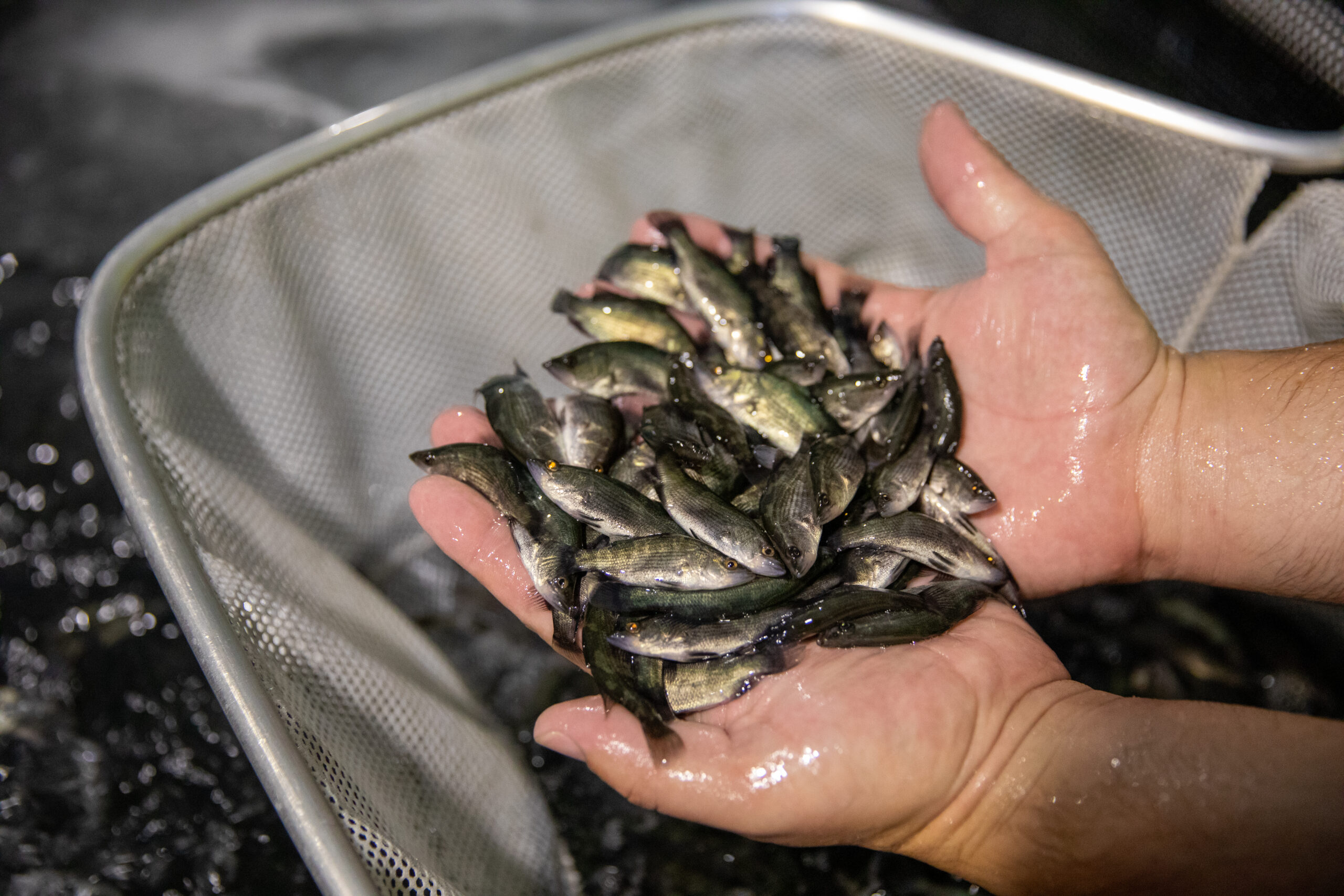 GFB Fisheries - Coral Coast Baramundi nursery - hands with fish over net