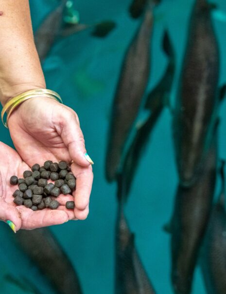 GFB Fisheries | Coral Coast Barramundi broodstock feed