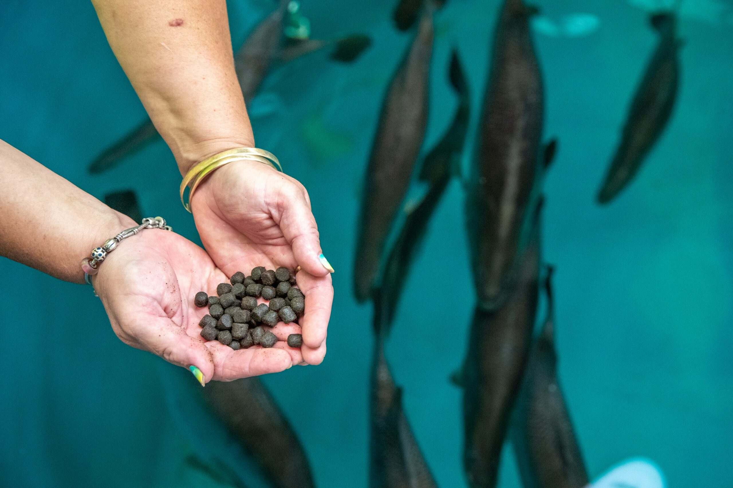 GFB Fisheries | Coral Coast Barramundi broodstock feed