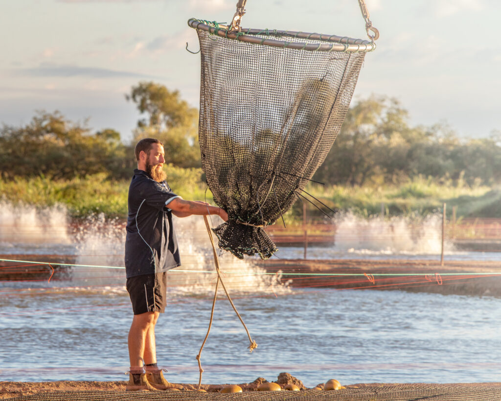 GFB Fisheries | Spring Creek Barramundi - Harvest net