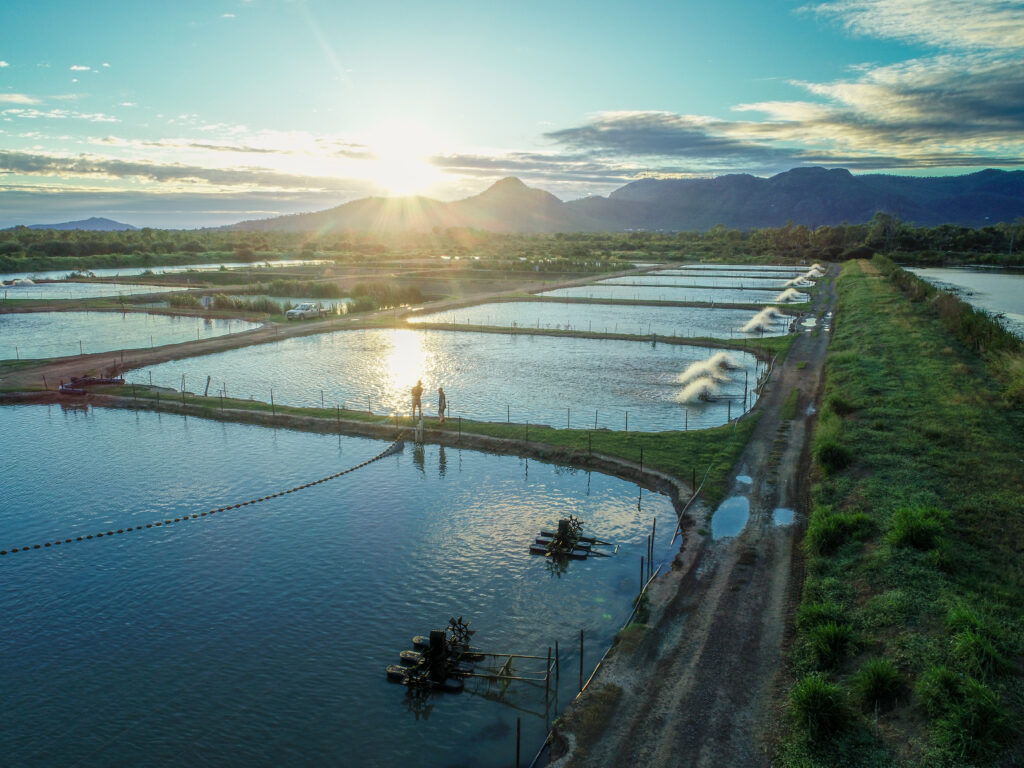 GFV Fisheries | Spring Creek Barramundi ponds