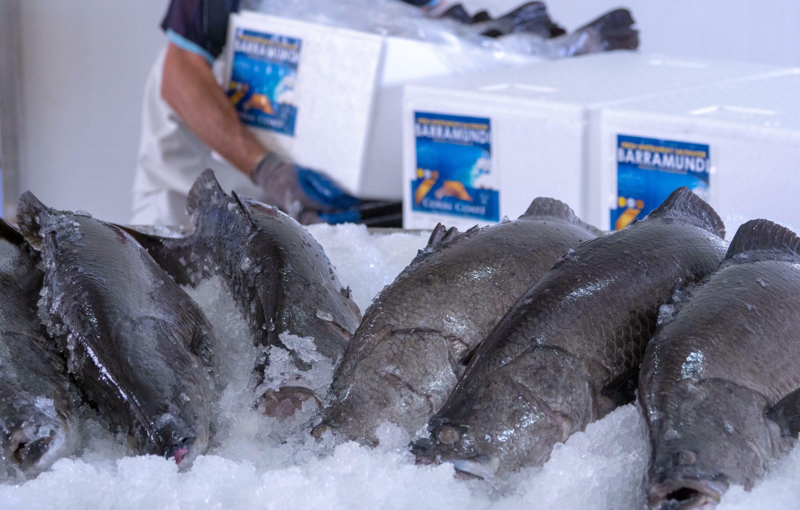 Coral Coast Barramundi on ice