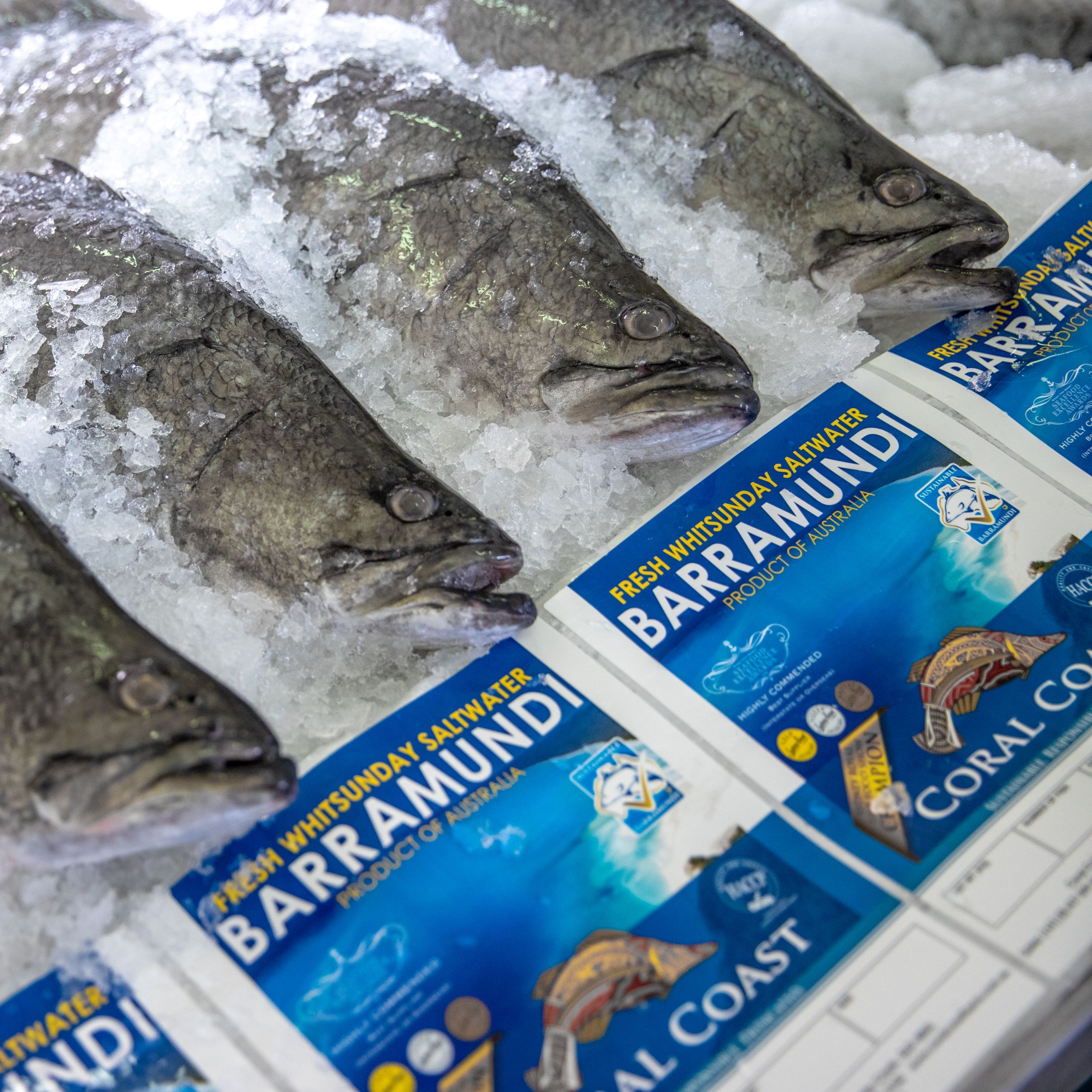 Coral Coast barramundi on ice with branding