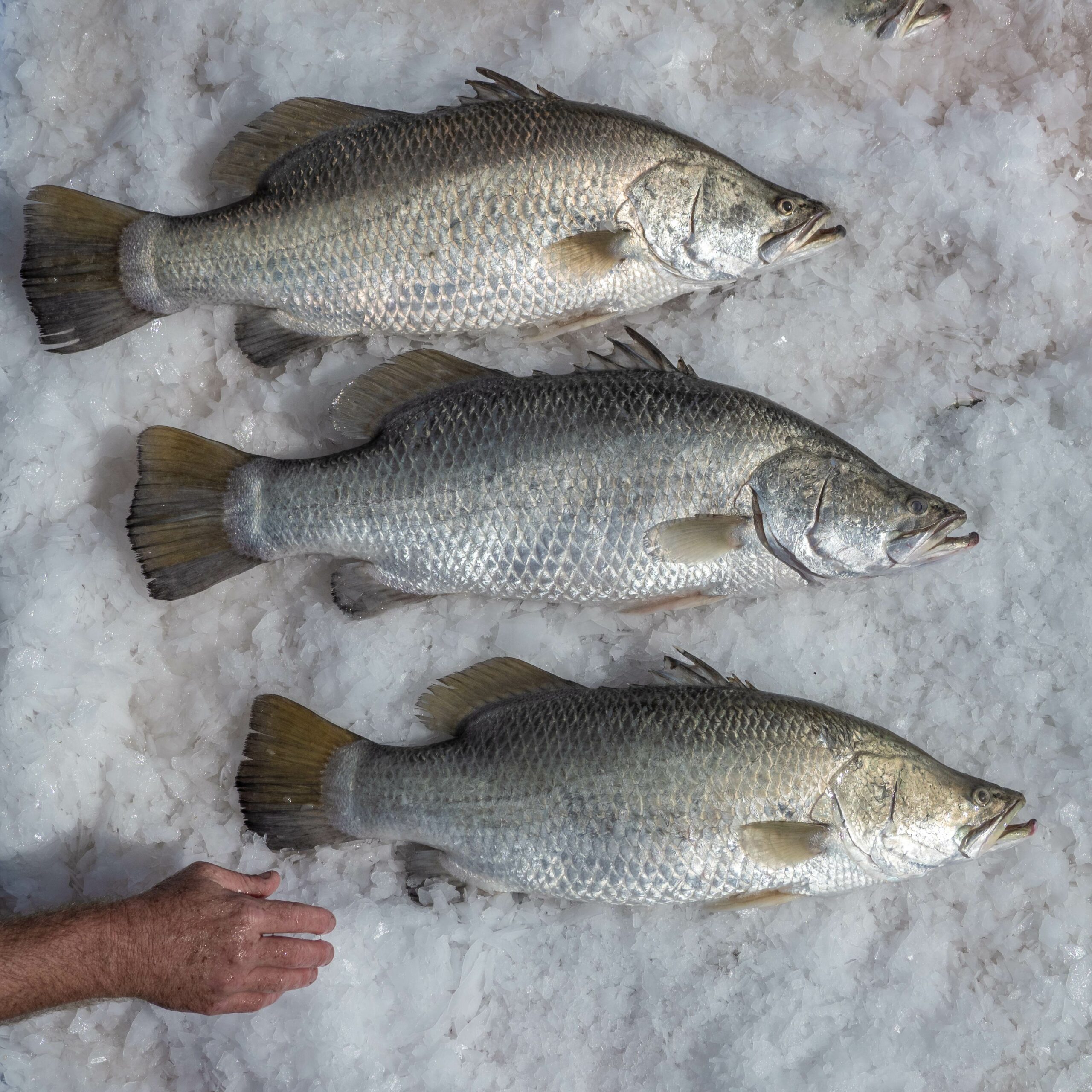 Spring Creek Barramundi on ice